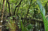 Salak Phet Mangrove