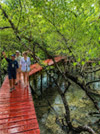 Salak Phet Mangrove