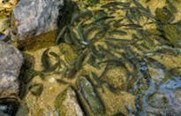 Klong Phlu Waterfall