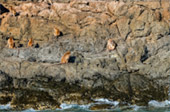 Koh Khlum