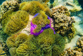 Yak Lek & Yak Yai Islands