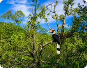 Koh Chang Day Tour Koh Chang Day Tour