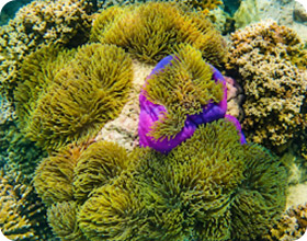 Koh Rang Snorkeling by Private Boat Koh Rang Snorkeling by Private Boat