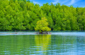 Salak Khok Mangrove