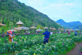 One Day Tour: Doi Ang-Khang