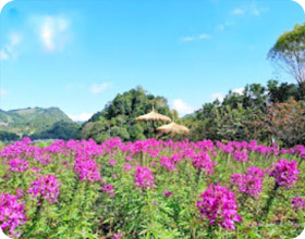 One Day Tour: Doi Ang -Khang.