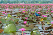 Red Ant River, Lotus Lagoon