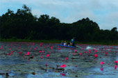 Red Ant River, Lotus Lagoon