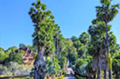 Thai - Laos A Week for life package