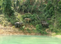 The Charm of Cheow Lan Lake