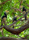 Koh Phayam Island Sightseeing