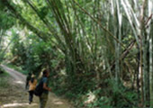 Forest Breath On Khao Sok and in Cheowlan Lake