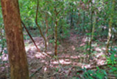 Forest Breath On Khao Sok and in Cheowlan Lake