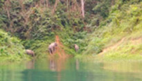 Forest Breath On Khao Sok and in Cheowlan Lake