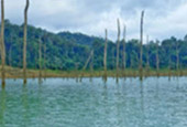 Forest Breath On Khao Sok and in Cheowlan Lake