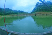 Forest Breath On Khao Sok and in Cheowlan Lake