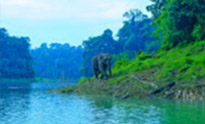 Forest Breath On Khao Sok and in Cheowlan Lake