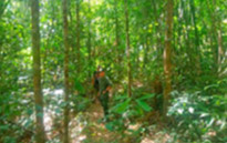 Forest Breath On Khao Sok and in Cheowlan Lake