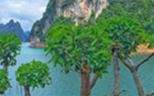 Forest Breath On Khao Sok and in Cheowlan Lake