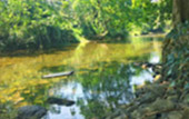 Forest Breath On Khao Sok and in Cheowlan Lake