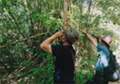 Forest Breath On Khao Sok and in Cheowlan Lake