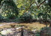 Forest Breath On Khao Sok and in Cheowlan Lake