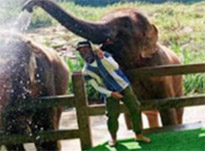 One Day Tour. Khao Sok: Elephant Bathing