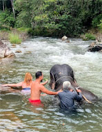 One Day Tour. Khao Sok: Elephant Bathing