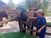 One Day Tour. Khao Sok: Elephant Bathing