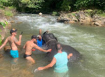 One Day Tour. Khao Sok: Elephant Bathing