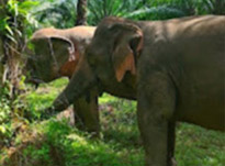 One Day Tour. Khao Sok: Elephant Bathing