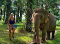 One Day Tour. Khao Sok: Elephant Bathing