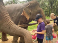 One Day Tour. Khao Sok: Elephant Bathing