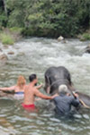 One Day Tour. Khao Sok: Elephant Bathing