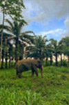 One Day Tour. Khao Sok: Elephant Bathing