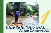 4 Days 3 Nights: Khaosok National Jungle Conservation