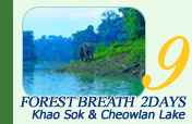 Forest Breath On Khao Sok and in Cheowlan Lake