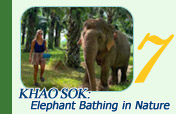 One Day Tour Khao Sok: Elephant Bathing