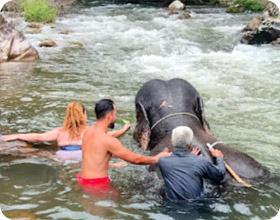 One Day Tour Khao Sok: Elephant Bathing