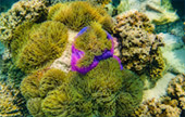 Kho Rang Marine Park