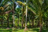 Klong Hin Beach