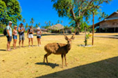 Koh Kradat