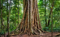 Giant Makha Tree