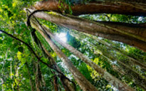 Giant Makha Tree