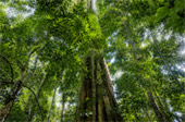 Giant Makha Tree