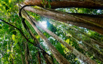 Giant Makha Tree