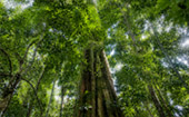 Giant Makha Tree