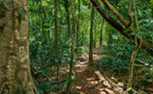 Giant Makha Tree