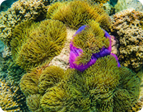 Koh Kood Marine Escape 3 Days 2 Nights