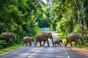 Khao Yai Heritage Discovery